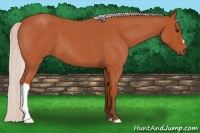 Horse Color:Silver Bay Roan 