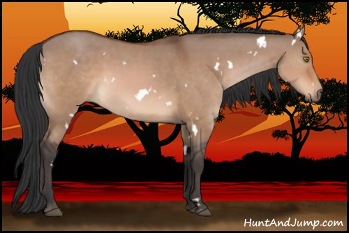 Horse Color:White Spotted Brown Dun 
