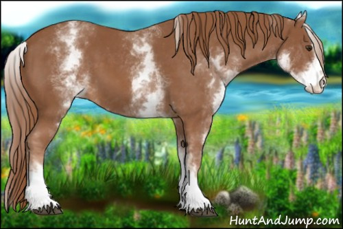 Horse Color:White Spotted Chestnut Sabino 