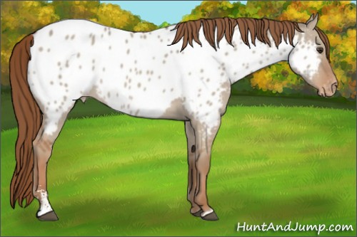 Horse Color:Red Dun Sabino Near Leopard