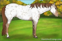 Horse Color:Red Dun Sabino Near Leopard