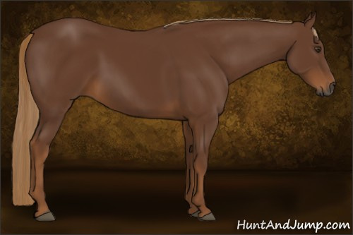 Horse Color:Gray Chestnut 