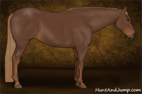 Horse Color:Gray Chestnut 