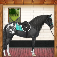 Horse Color:Black Appaloosa