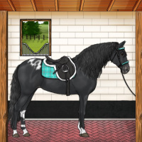 Horse Color:Black Appaloosa 