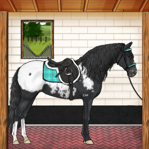 Horse Color:Black Appaloosa 