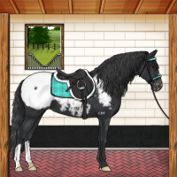 Horse Color:Black Appaloosa
