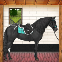 Horse Color:Black Appaloosa 