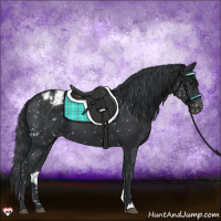 Horse Color:Black Appaloosa