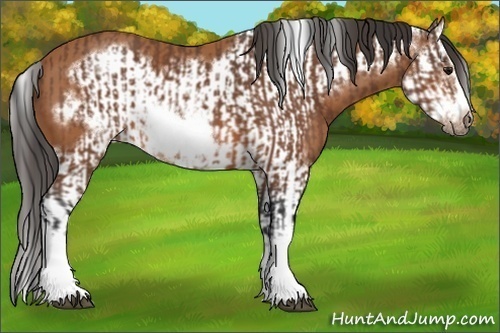 Horse Color:Bay Splash Frame and Bay Splash Frame