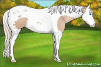 Horse Color:Silver Brown Pearl Dun Splash Tobiano 
