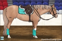 Horse Color:Gold Champagne Rabicano 