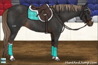Horse Color:Liver Chestnut Rabicano 