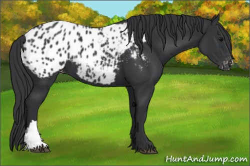Horse Color:Black Appaloosa 