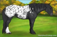 Horse Color:Black Appaloosa 