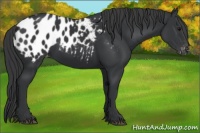 Horse Color:Black Appaloosa 