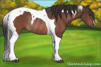 Horse Color:Bay Tobiano Rabicano