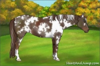 Horse Color:White Spotted Liver Chestnut 