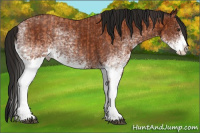 Horse Color:White Spotted Bay Splash and Gray White Spotted Bay Splash