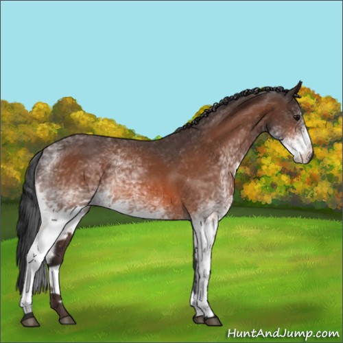 Horse Color:White Spotted Bay 