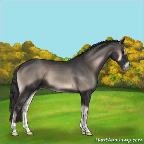 Horse Color:Blue Onyx