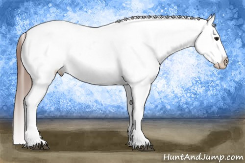Horse Color:Bay Splash Tobiano Appaloosa  and Bay Splash Tobiano Appaloosa 