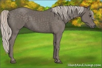Horse Color:Silver Black