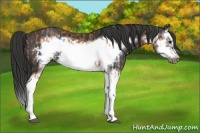 Horse Color:Bay Splash Frame  and Black Splash Frame 