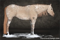 Horse Color:Red Dun Ice 