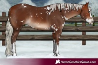 Horse Color:White Spotted Silver Bay Splash Rabicano 