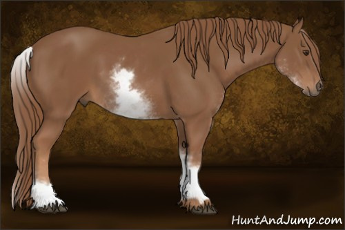 Horse Color:White Spotted Chestnut Sabino 