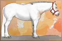 Horse Color:Silver Bay Dun Splash Tobiano Frame Rabicano 