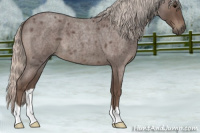Horse Color:Silver Blue Roan 