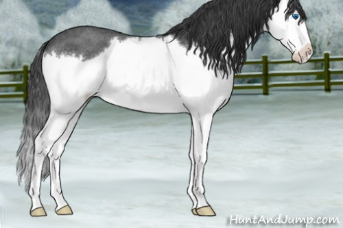 Horse Color:Blue Roan Sabino Splash 