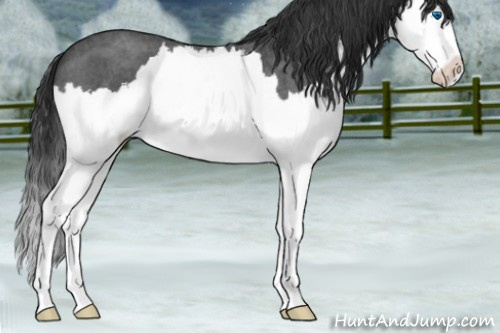 Horse Color:Blue Roan Splash 