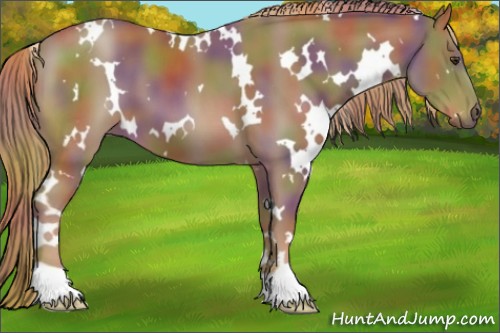 Horse Color:Nacre White Spotted Chestnut 