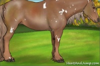 Horse Color:White Spotted Chestnut 