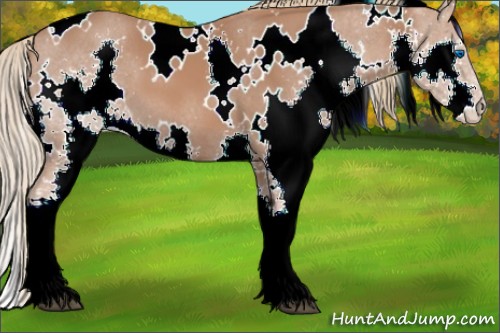 Horse Color:White Spotted Chestnut Splash