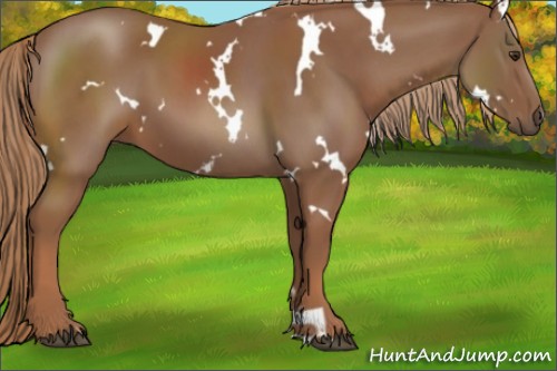 Horse Color:White Spotted Chestnut