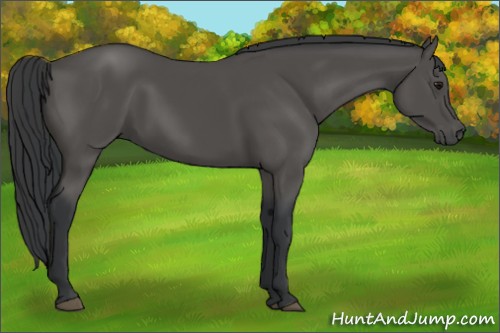 Horse Color:Black 