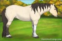 Horse Color:Buckskin Roan Dun Tobiano