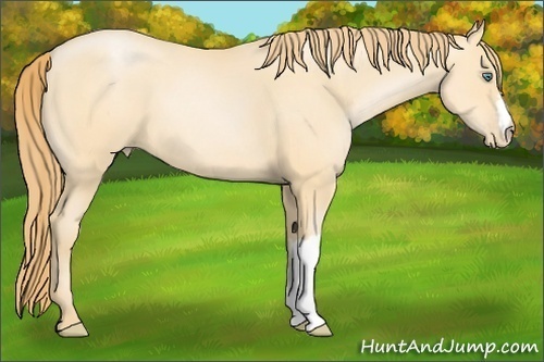 Horse Color:Smoky Black Pearl 