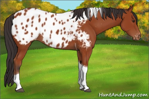 Horse Color:Brown Tobiano Appaloosa 
