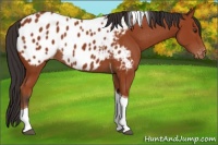 Horse Color:Brown Tobiano Appaloosa 