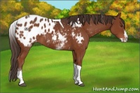 Horse Color:White Spotted Liver Chestnut Splash Tobiano Appaloosa