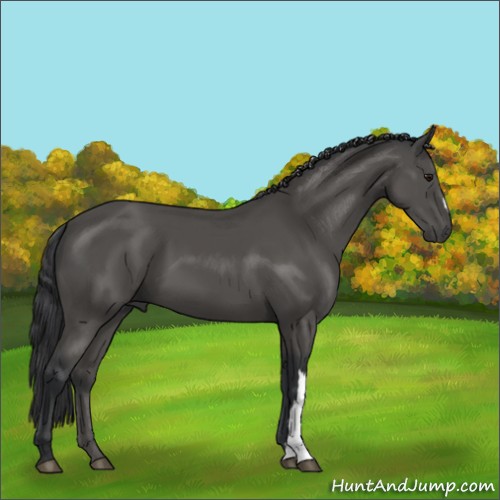 Horse Color:Platinum Black 