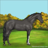 Horse Color:Platinum Black