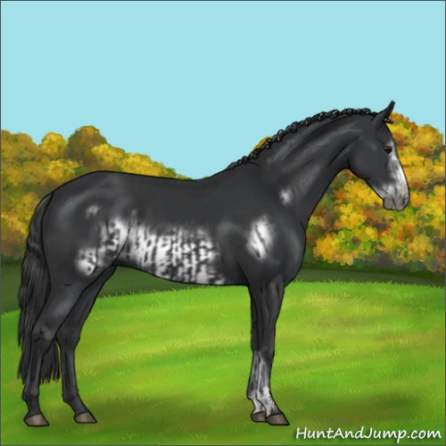Horse Color:Black  and Black Frame 