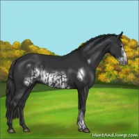 Horse Color:Black and Black Frame