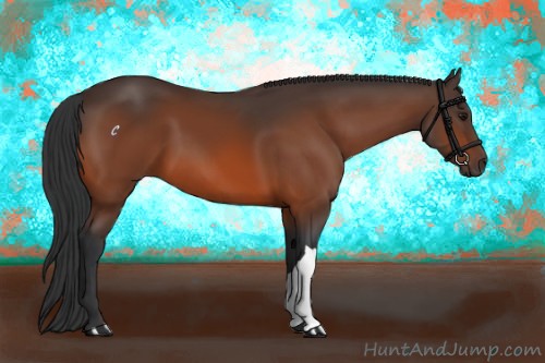 Horse Color:Bay 